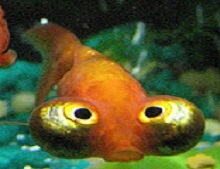 Celestial_eye_goldfish