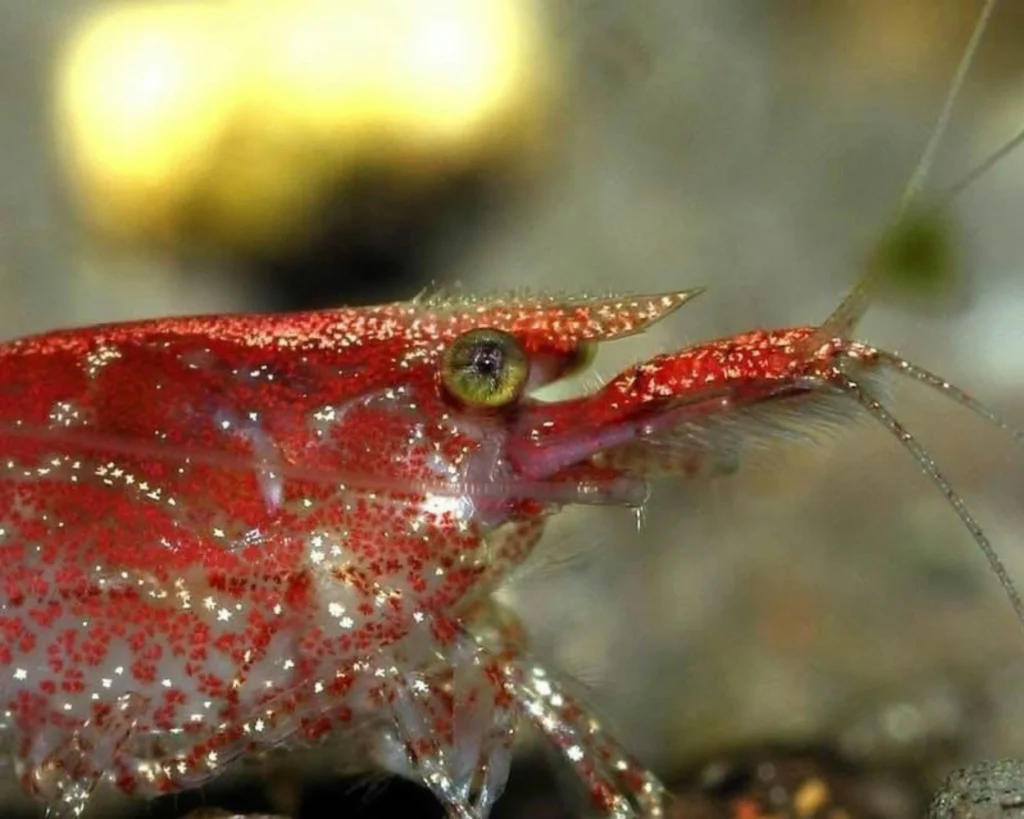 Close-up-of-cherry-shrimp-head-in-an-aquarium
