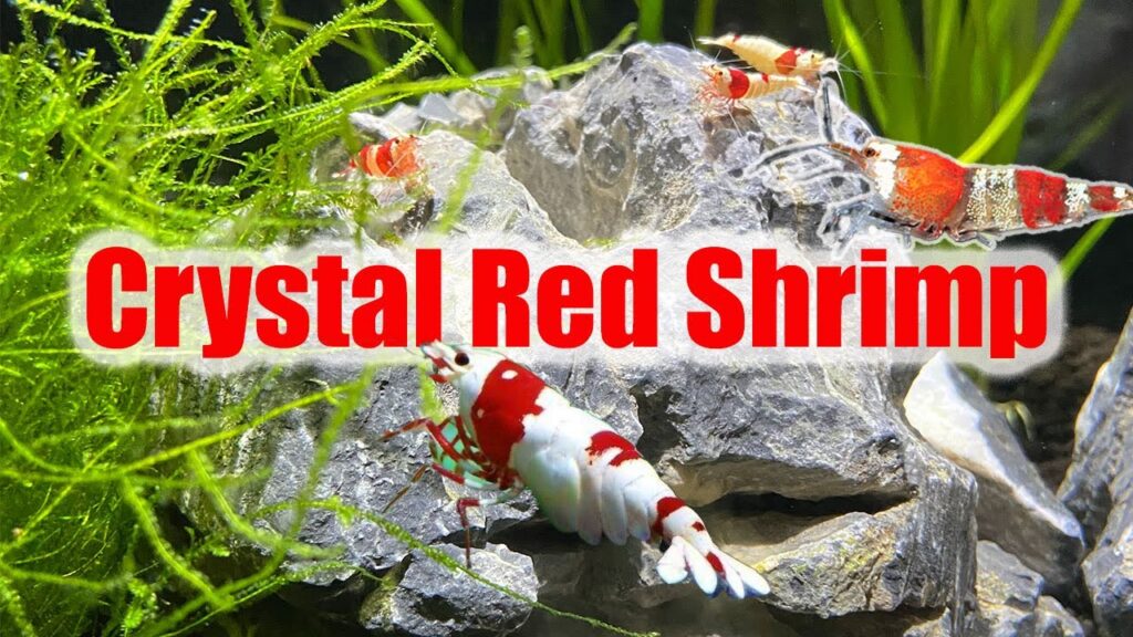 Crystal Red Shrimps