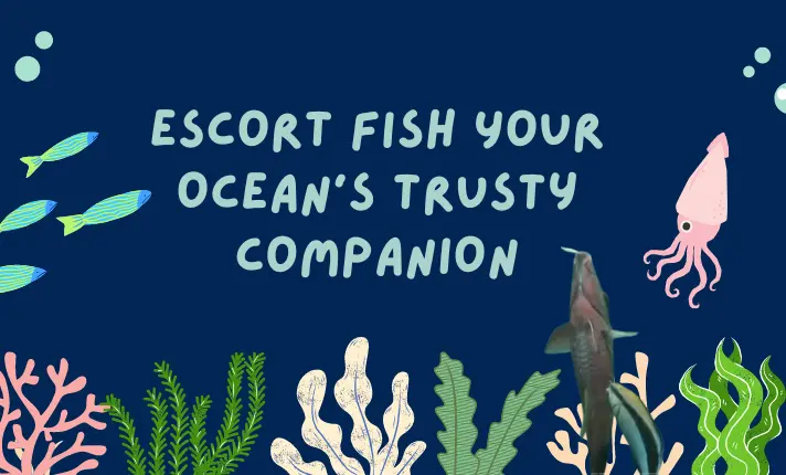 Escort Fish Your Ocean’s Trusty Companion