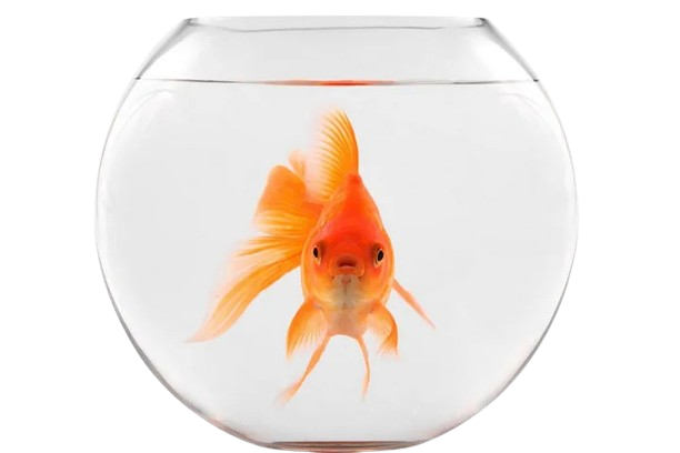 How-Long-Do-Goldfish-Live