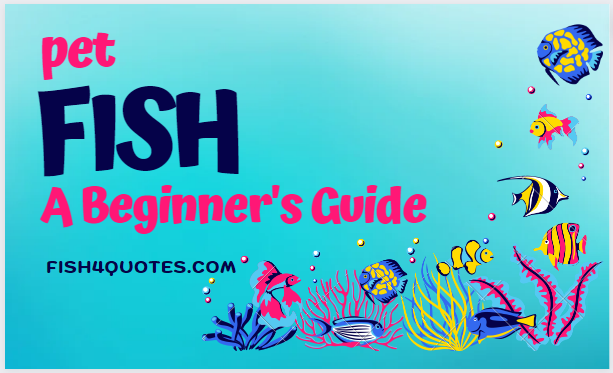 Pet Fish A Beginner's Guide