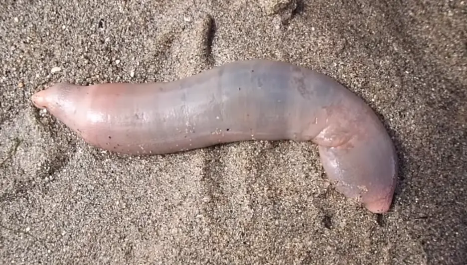 penis fish